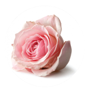 ROSA RUGOSA for hair keratin treatment in nepal